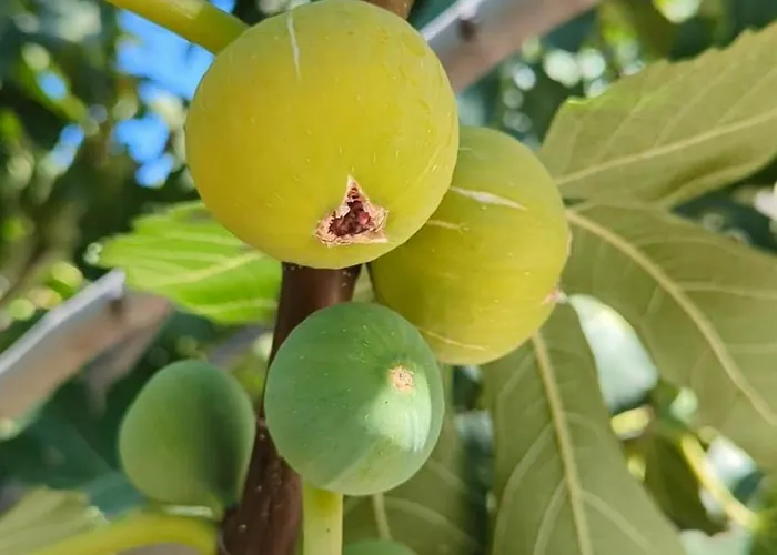 The Rose Of * Limenária